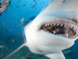 Can Sharks Survive In Freshwaters, Like In "Under Paris"? 3 can sharks survive in freshwaters